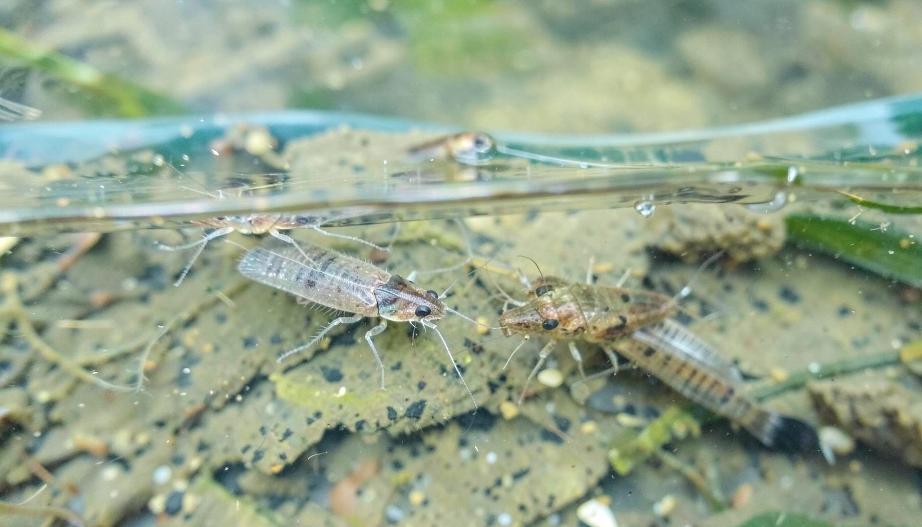 Silverfish — roach and rudd — in a keepnet just below the water surface, clear shallow margin