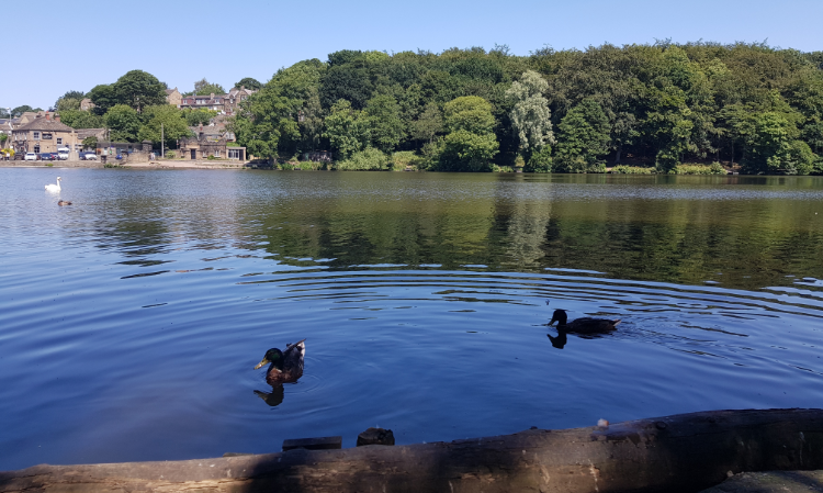 Calm lake with two ducks swimming, a swan in the distance, trees and small village buildings along the shoreline under a blue sky