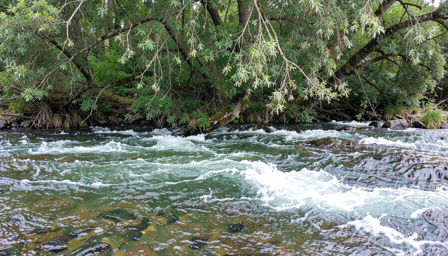 Riverbank scene with fast-flowing water and overhanging trees, ideal barbel habitat