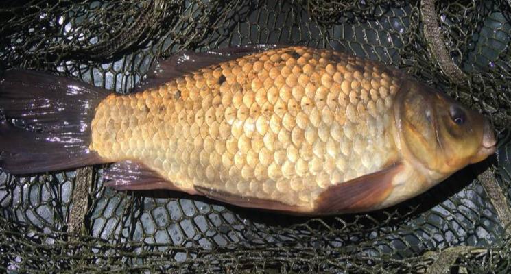How to Float Fish - Coarse Fishing Quickbite