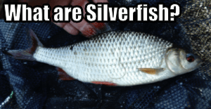 What are Silverfish?