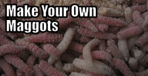 How to Make Maggots Title
